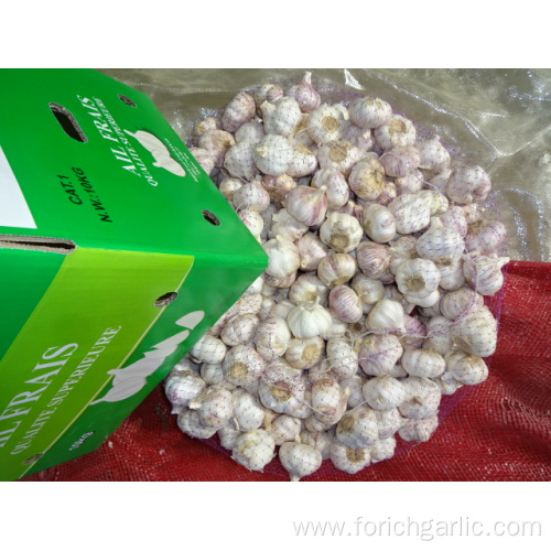 Buy Normal White Garlic